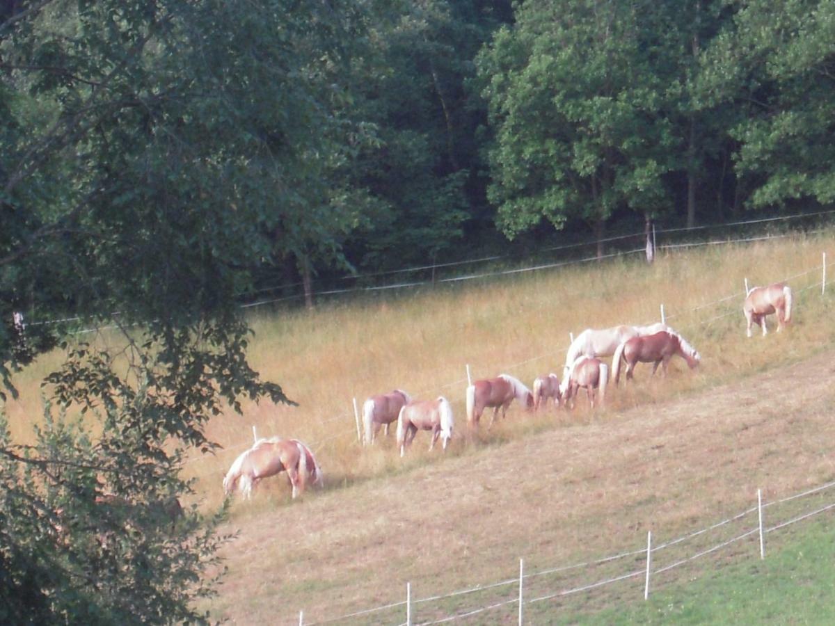 Haflingerhof Luef Villa Bad Schönau Buitenkant foto